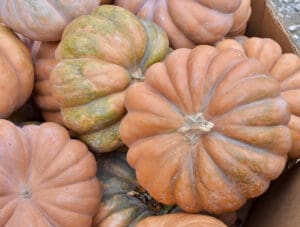 Long Island cheese pumpkin