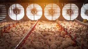 Chickens crammed in a factory farm. Photo credit: Polawat/Adobe Stock.