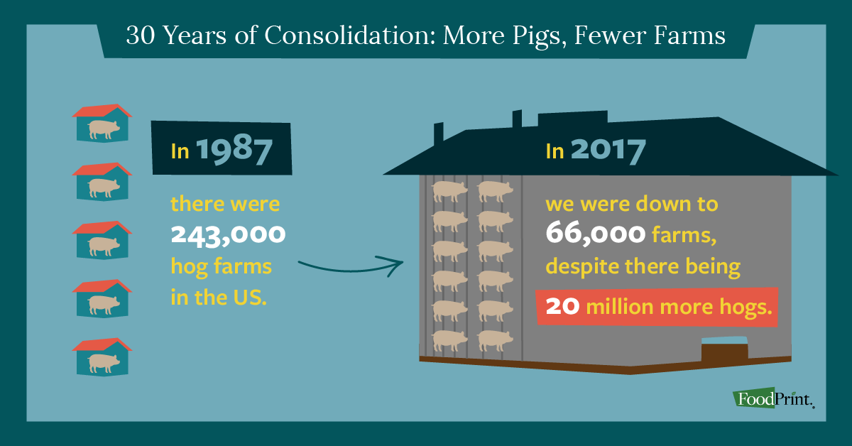 pork industry consolidation